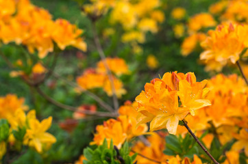Blooming Japanese azalea in springtime
