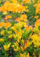 Budding Japanese azalea in springtime