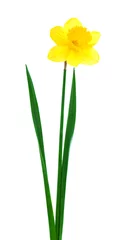 Crédence de cuisine en verre imprimé Narcisse daffodil isolated