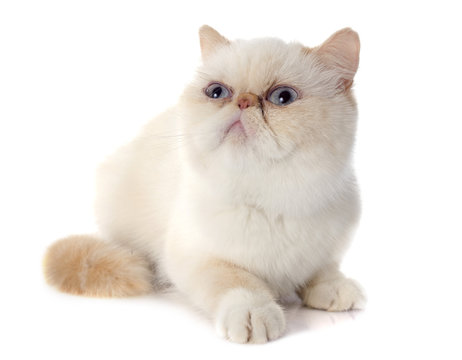 Exotic Shorthair Cat