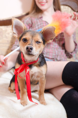 beautiful little dog with red ribbon winking