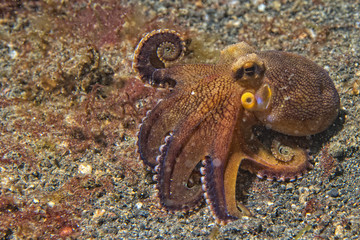 coconut octopus underwater portrait © Andrea Izzotti