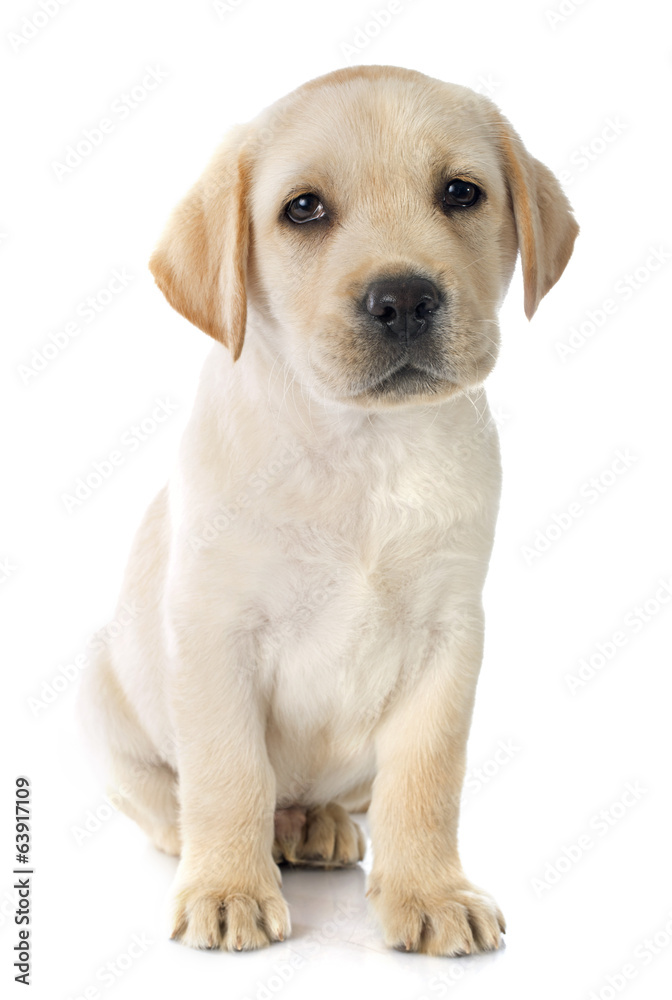 Sticker puppy labrador retriever