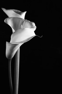 Fototapeta Calla lilies