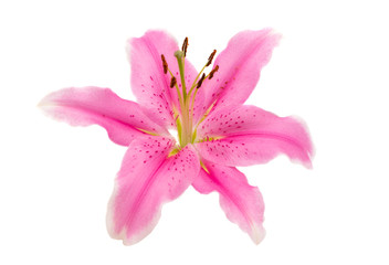 Naklejka na ściany i meble pink lily isolated