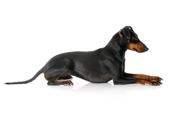 Manchester terrier