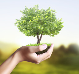 Small tree, plant in  hand