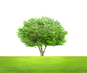green tree