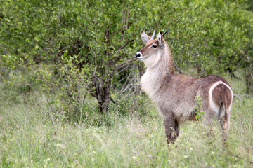 Waterbuck