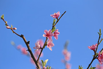 桃の花