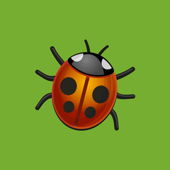 Ladybird Bug on Green Leaf. Vector.