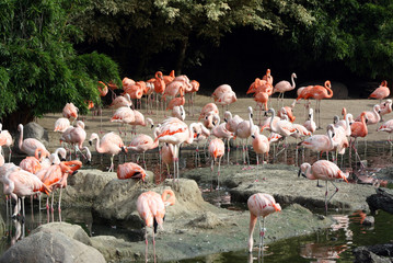 Horde Flamingos
