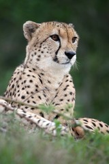 Naklejka na ściany i meble Cheetah Wild Cat