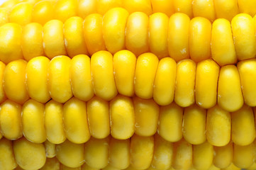 Macro of Ears of corn