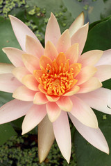 lotus flower in the nature