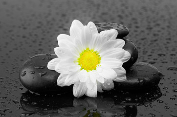 black stones and white flower with water drops