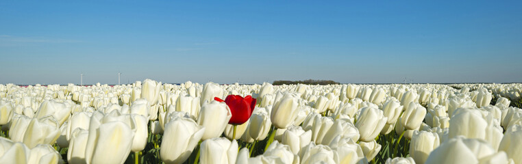Bulb fields in the countryside in spring