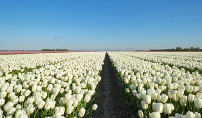 Bulb fields in the countryside in spring