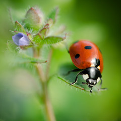 ladybug