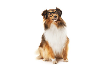 Shetland sheepdog wearing black eyeglasses