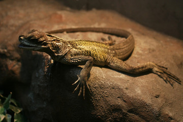Lizard on a rock