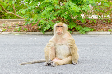 Obraz premium Monkey sitting on the street n Thailand