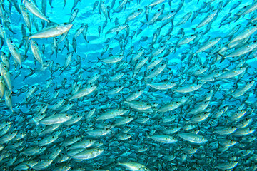 Inside a school of fish underwater