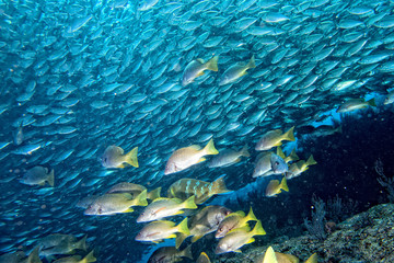 Inside a school of fish underwater
