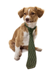 Cute dog wearing necktie
