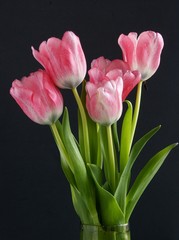 pink tulips against black background