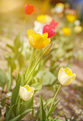 Spring flowers