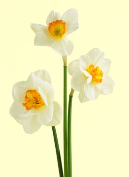 daffodils against yellow background