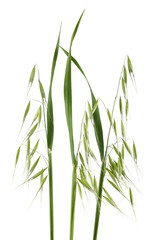Naklejka premium Wild Oats