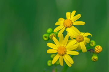 Obraz premium Yellow daisy