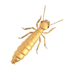 realistic 3d render of termite de-alate