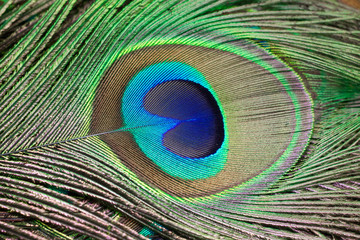 Closeup of a beautiful peacock feather