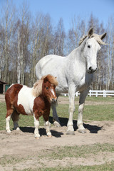 Big horse with pony friend