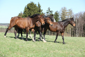 Batch of brown horses moving in pasturage