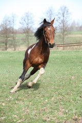 Beautiful pinto stallion running away