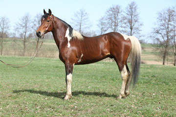 Obraz na płótnie Canvas Gorgeous pinto stallion with nice bridle