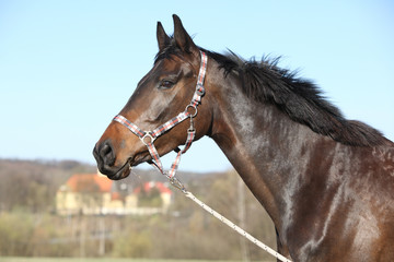 Portrait of nice brown horse with halter