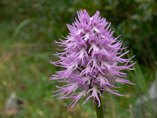 orchidea Orchis italica