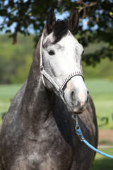 Gorgeous horse with nice halter