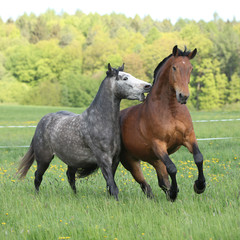 Obraz premium Two amazing horses playing in fresh grass