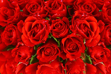 Red roses background.