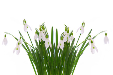 Snowdrops isolated on white.