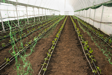 Greenhouse for vegetables - cucumbers with net