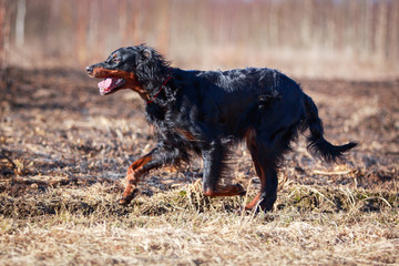 setter gordon dog
