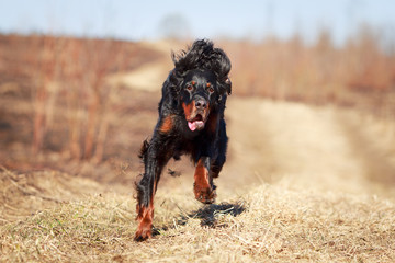 setter gordon dog