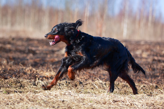 setter gordon dog